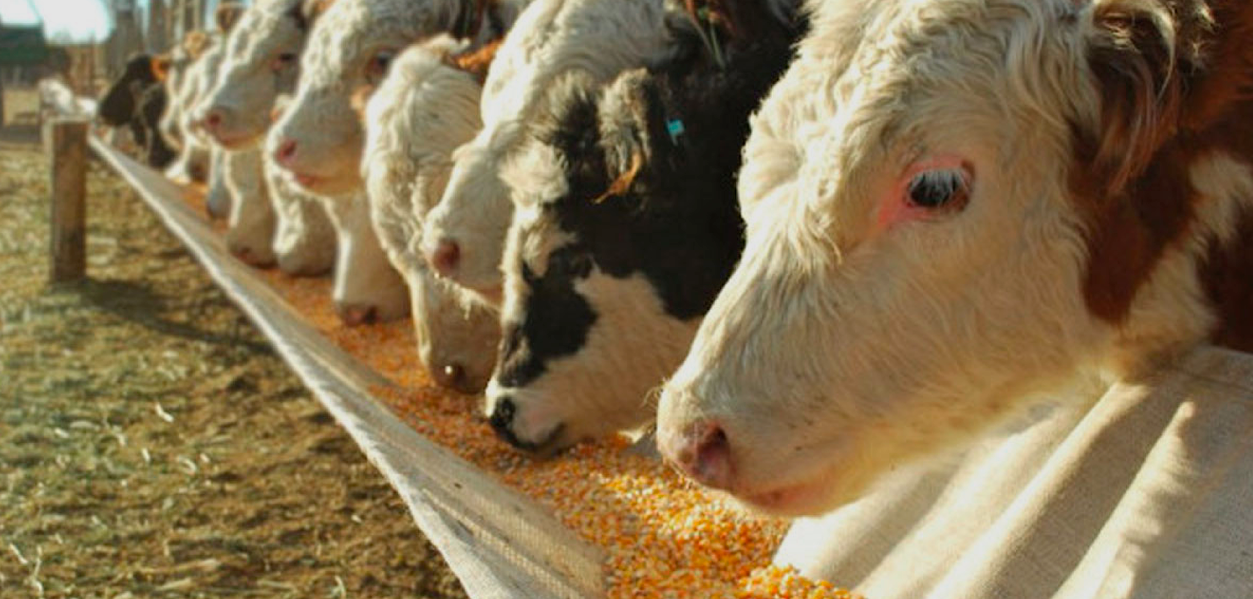 Maestría en Producción Animal